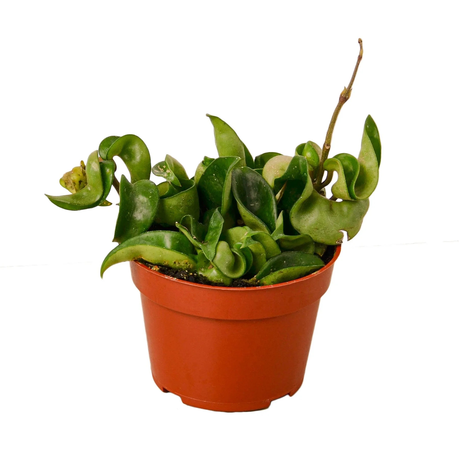 Aloha hoyas clearance